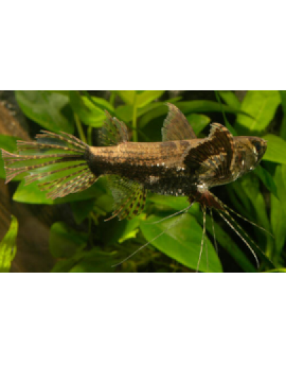 Borboleta Africana